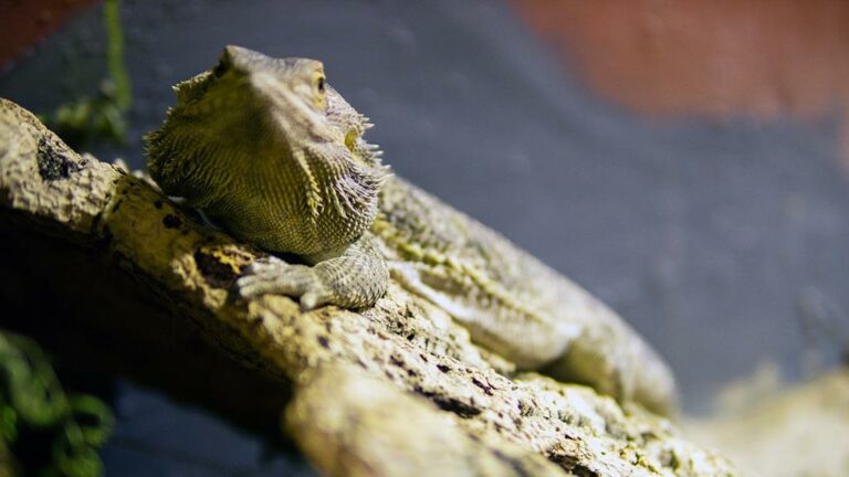 Torstamassan_MG_4438