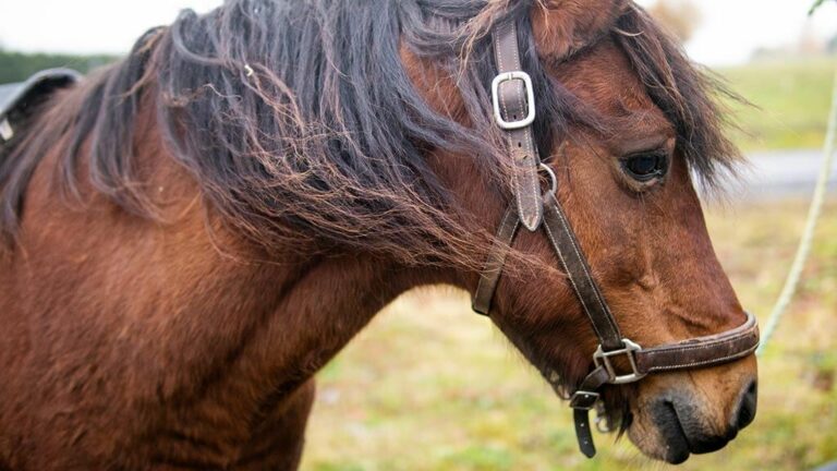 Torstamassan_MG_4458